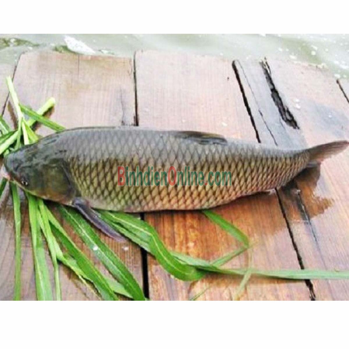 Cá trắm trắng  sống, ngon tuyệt 5-6 kg/con Xuất xứ Tây Ninh
