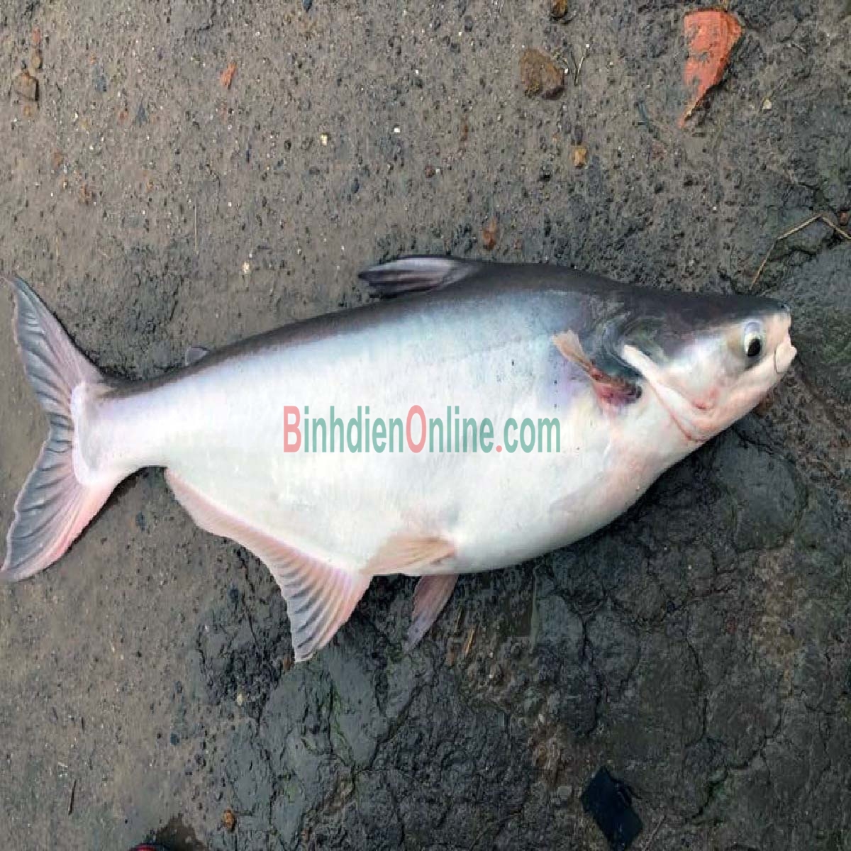 Cá tra lđã làm sạch, nuôi an toàn Vietgap 2-2,5 kg/con Xuất xứ Cần Thơ
