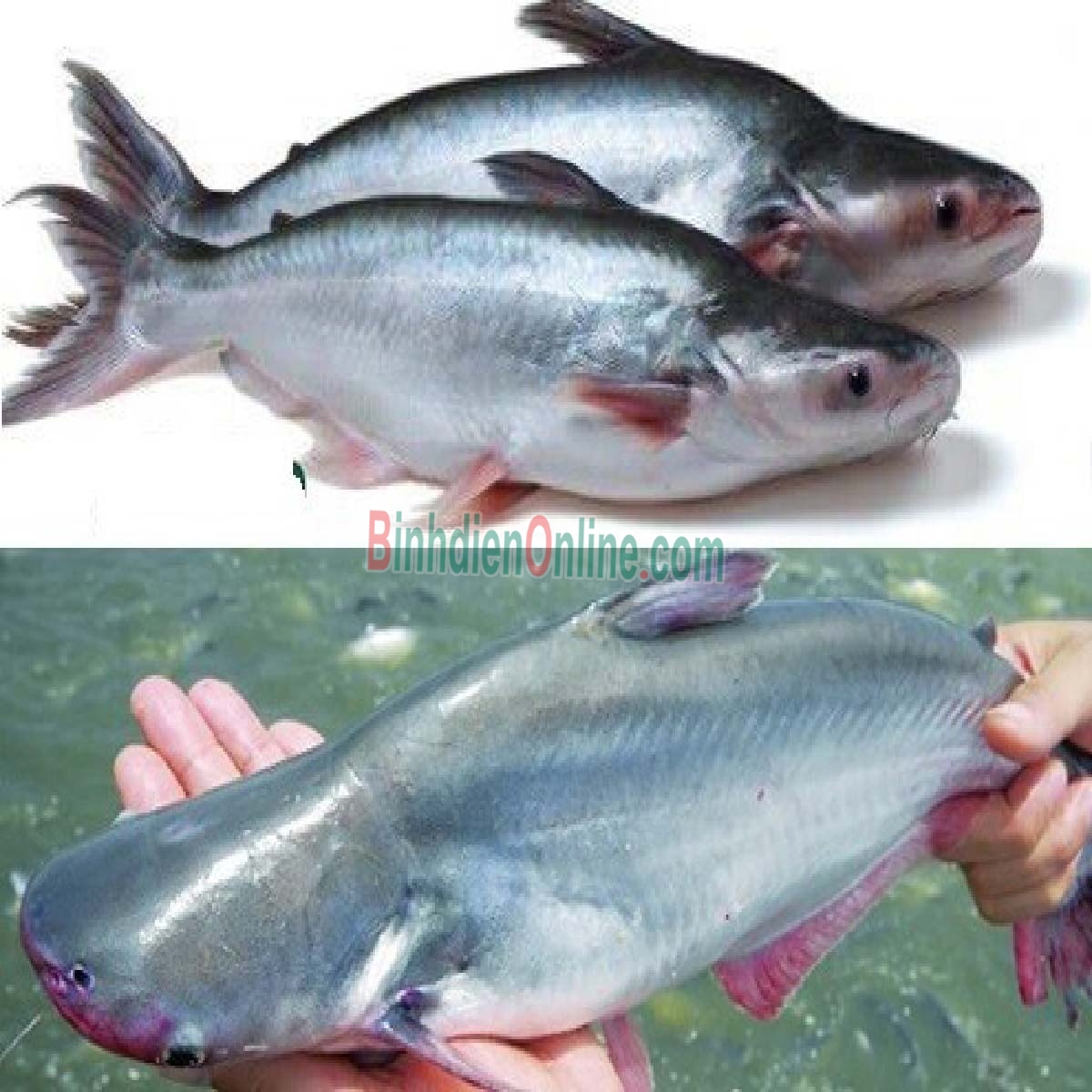 Cá tra sống nuôi thiên nhiên đã làm sạch 1,5-2 kg/con Xuất xứ Đồng Tháp