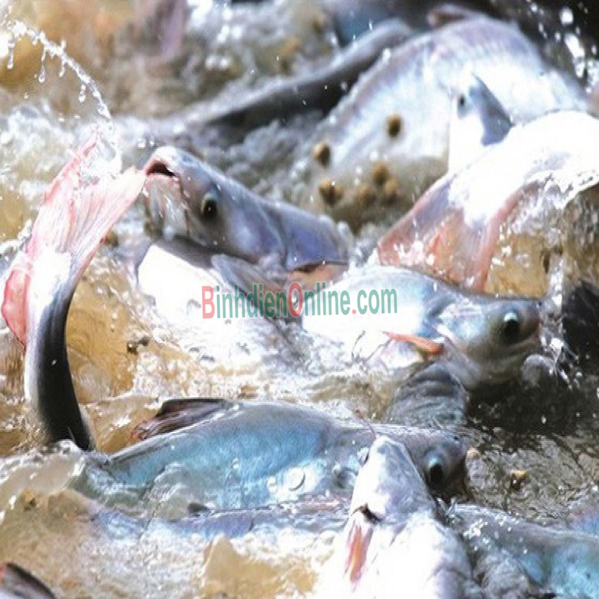 Cá tra nguyên con sống, nuôi an toàn 1,5-2 kg/con Xuất xứ An Giang