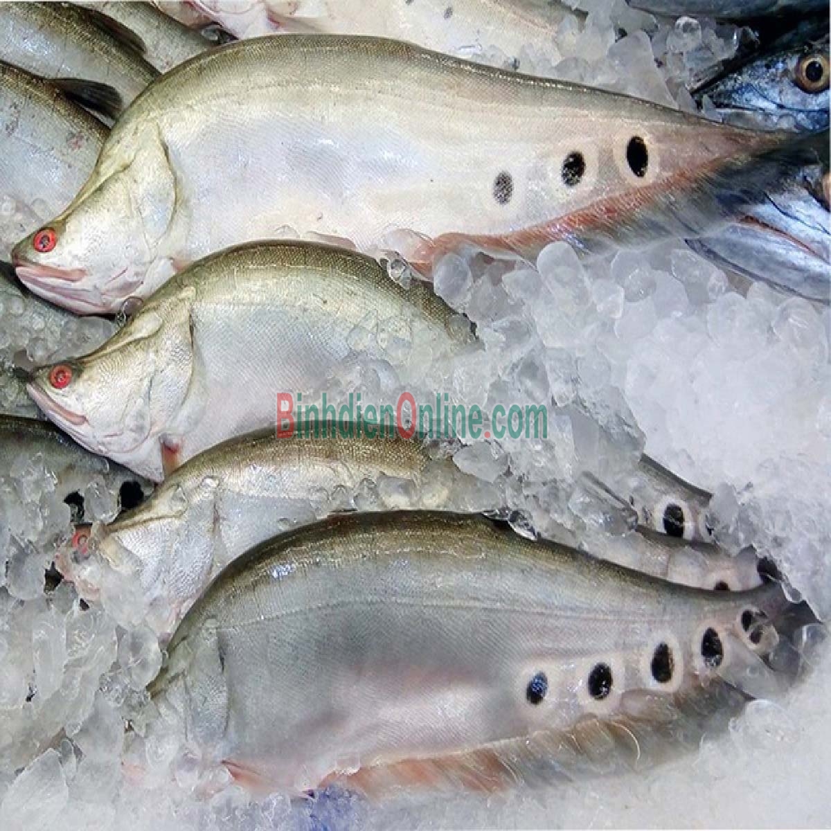 Cá thát lát 100% nạo đảm bảo ngon và an toàn Gói 1kg Xuất xứ Cần Thơ