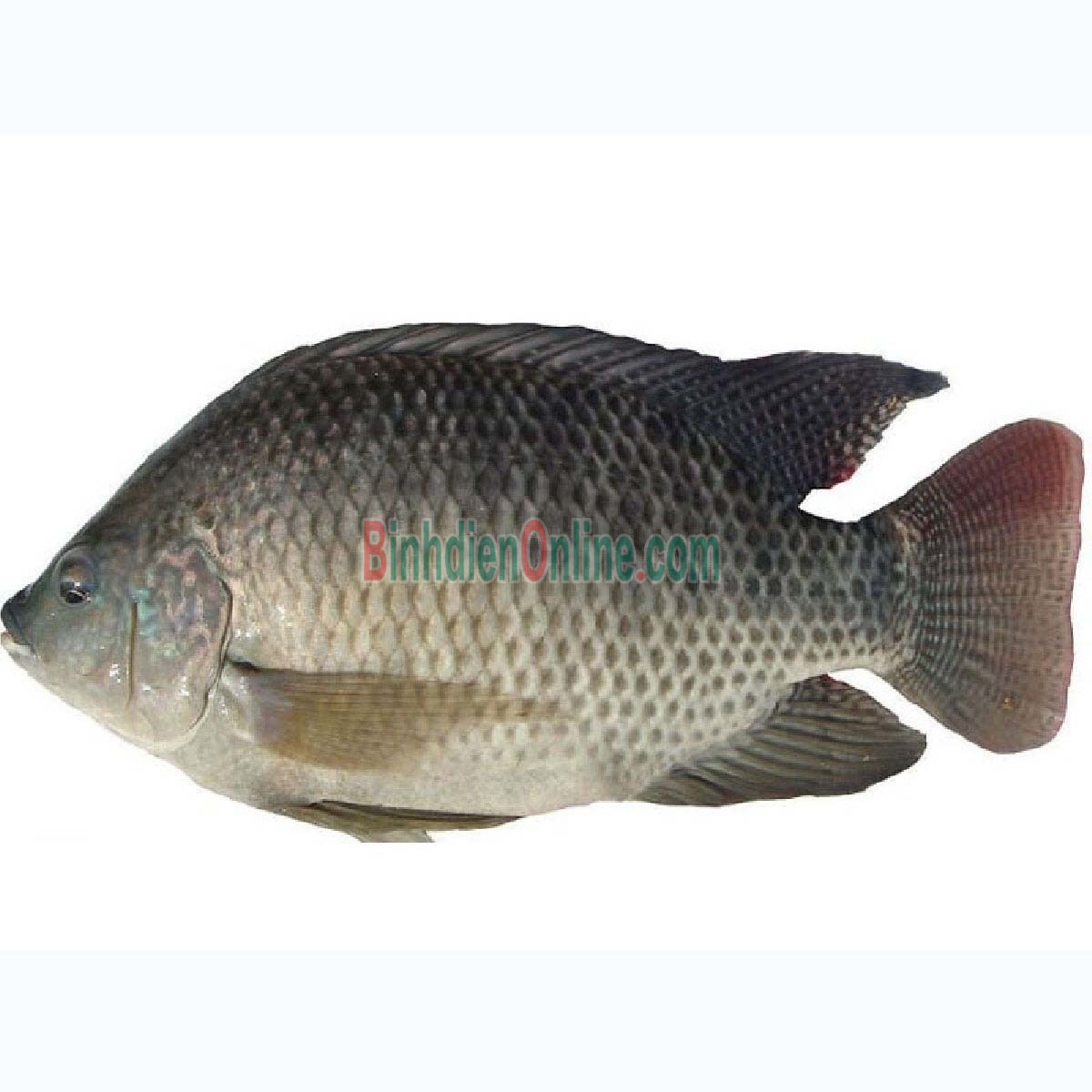 Cá rô phi thiên nhiên sống loại 1 1,5-2 kg/con Xuất xứ Đồng Nai