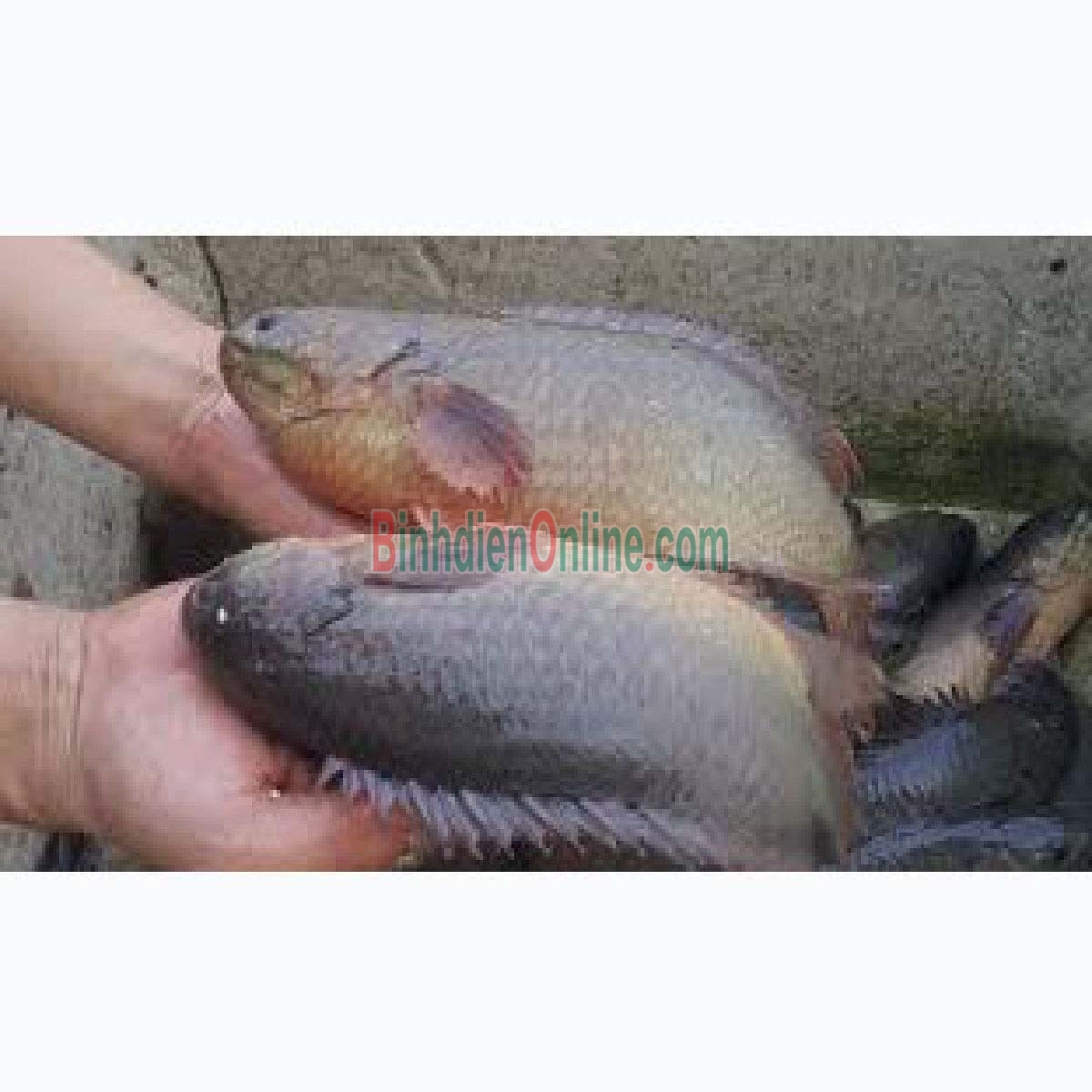 Cá rô đầu vuông thiên nhiên sống loại 1 2-3 con/kg Xuất xứ Tây Ninh