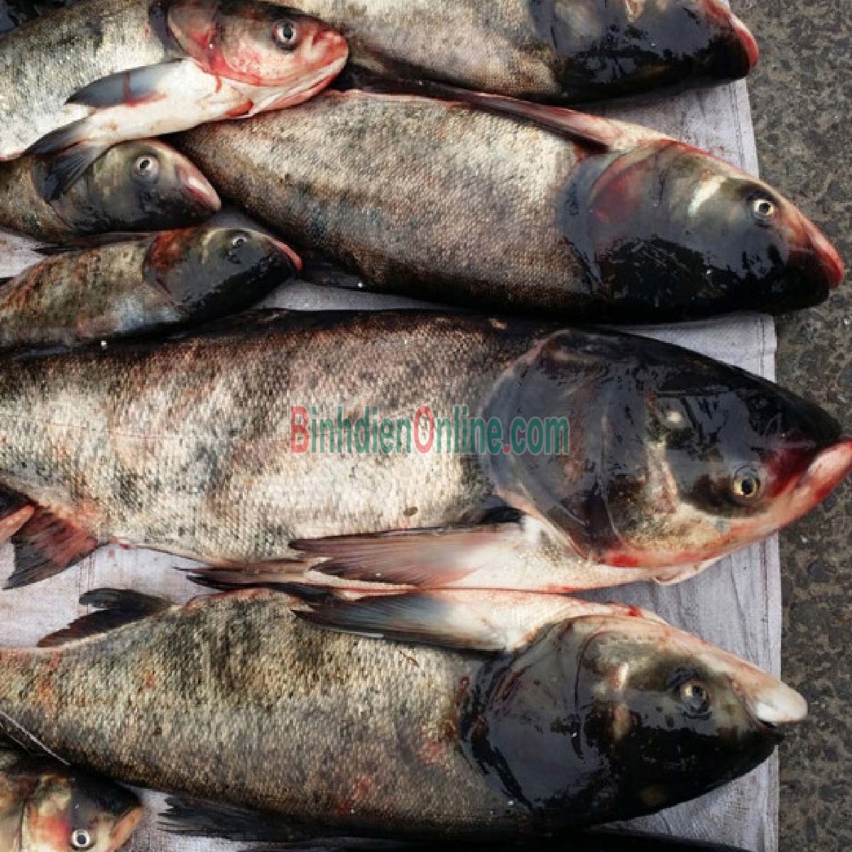 Cá mè sống nuôi an toàn VietGAP, vừa đánh bắt 2-2,5 kg/con Xuất xứ Tiền Giang