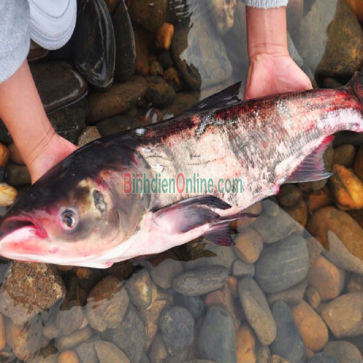 Cá mè sống nuôi an toàn VietGAP, vừa đánh bắt 4-5 kg/con Xuất xứ Tây Ninh