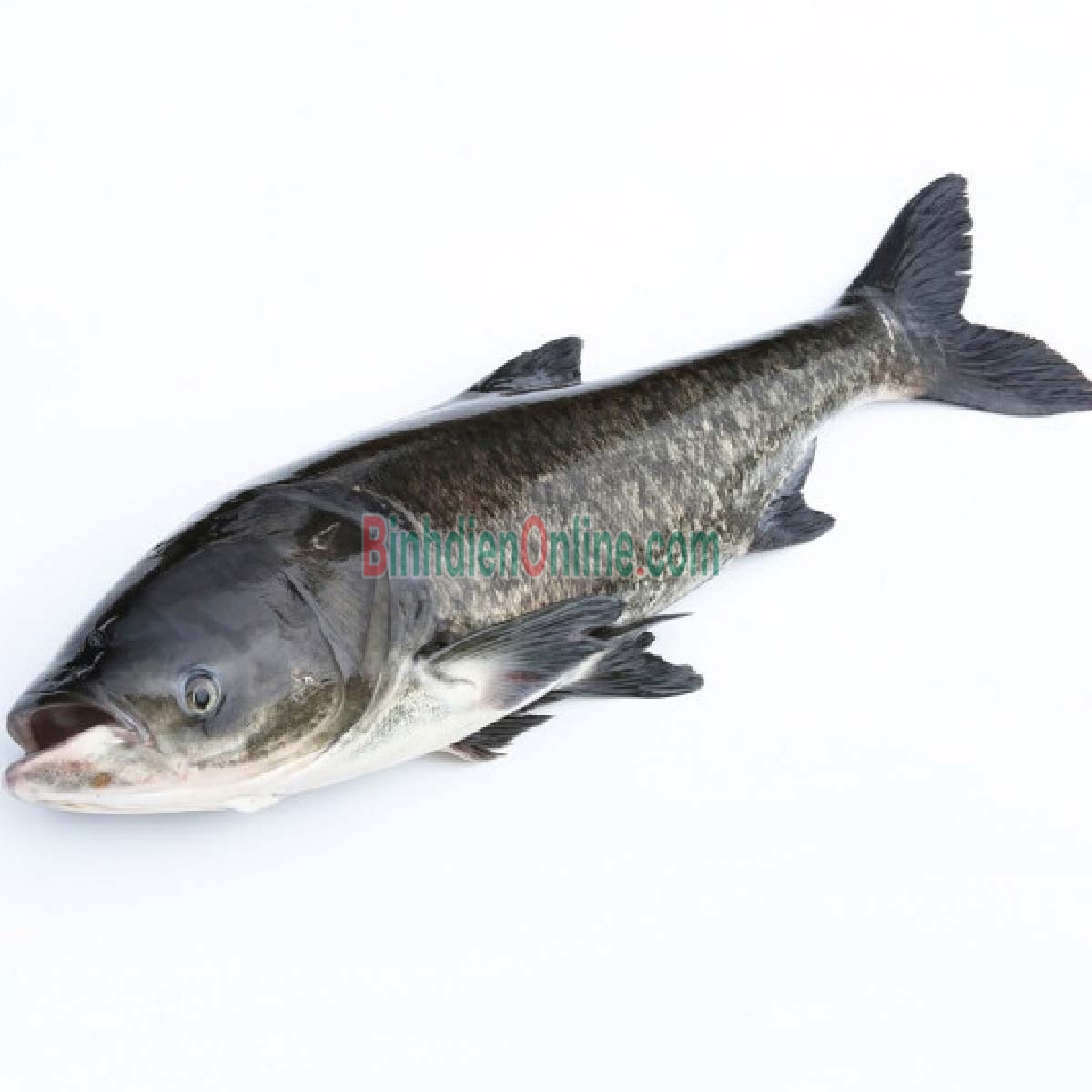 Cá mè sống nuôi an toàn VietGAP, vừa đánh bắt 1,5-2 kg/con Xuất xứ An Giang