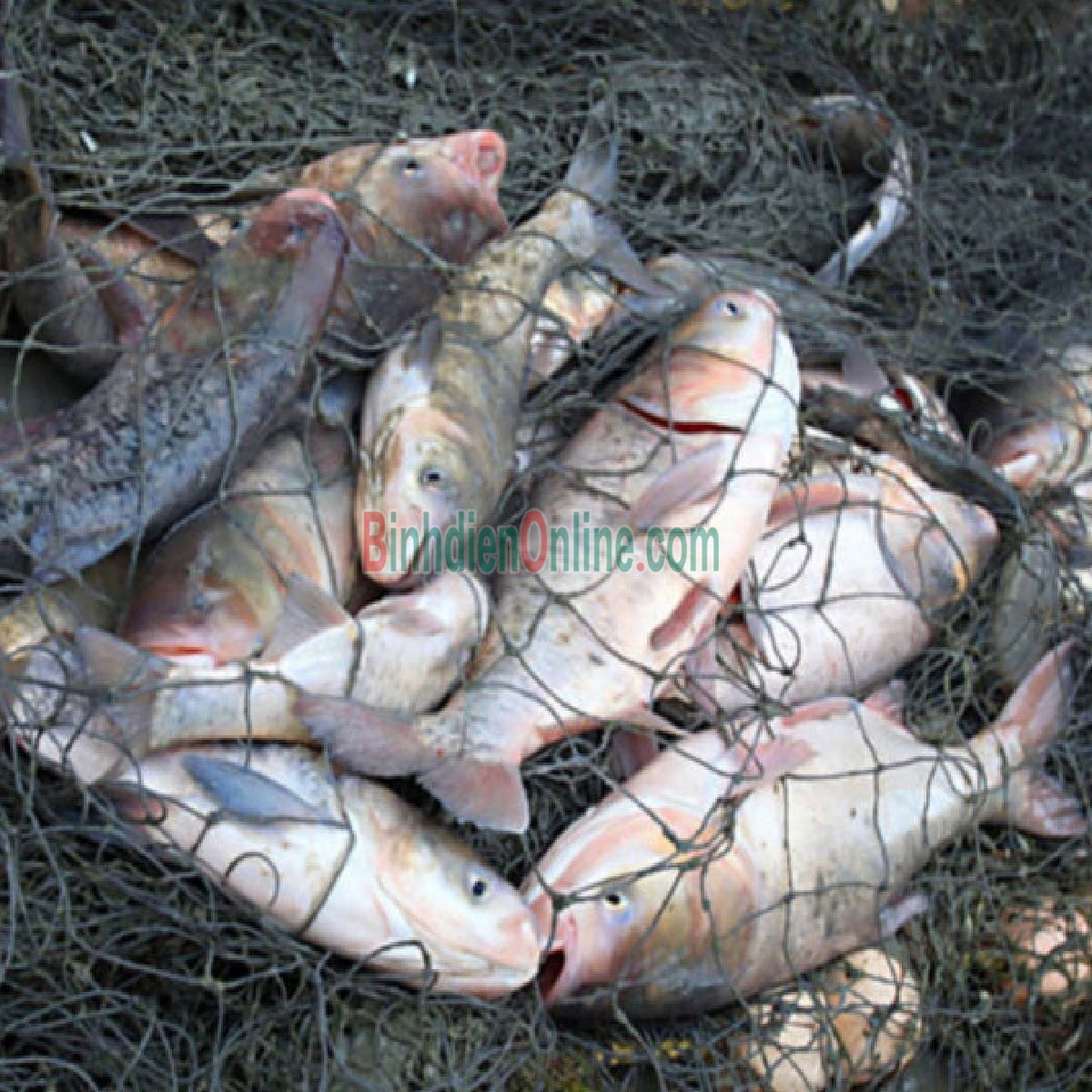 Cá mè sống nuôi an toàn VietGAP, vừa đánh bắt 2,5-3 kg/con Xuất xứ Đồng Tháp