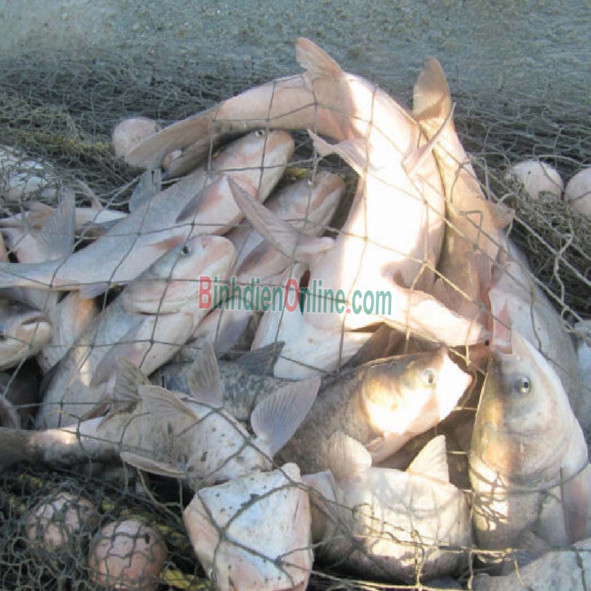 Cá mè sống nuôi an toàn VietGAP, vừa đánh bắt 3-4 kg/con Xuất xứ Đồng Nai