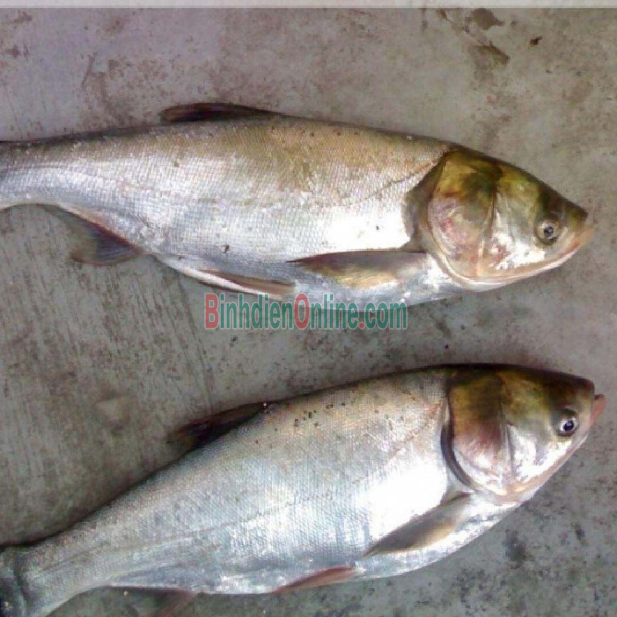 Cá mè sống thiên nhiên giá tốt 2,5-3 kg/con Xuất xứ Tây Ninh