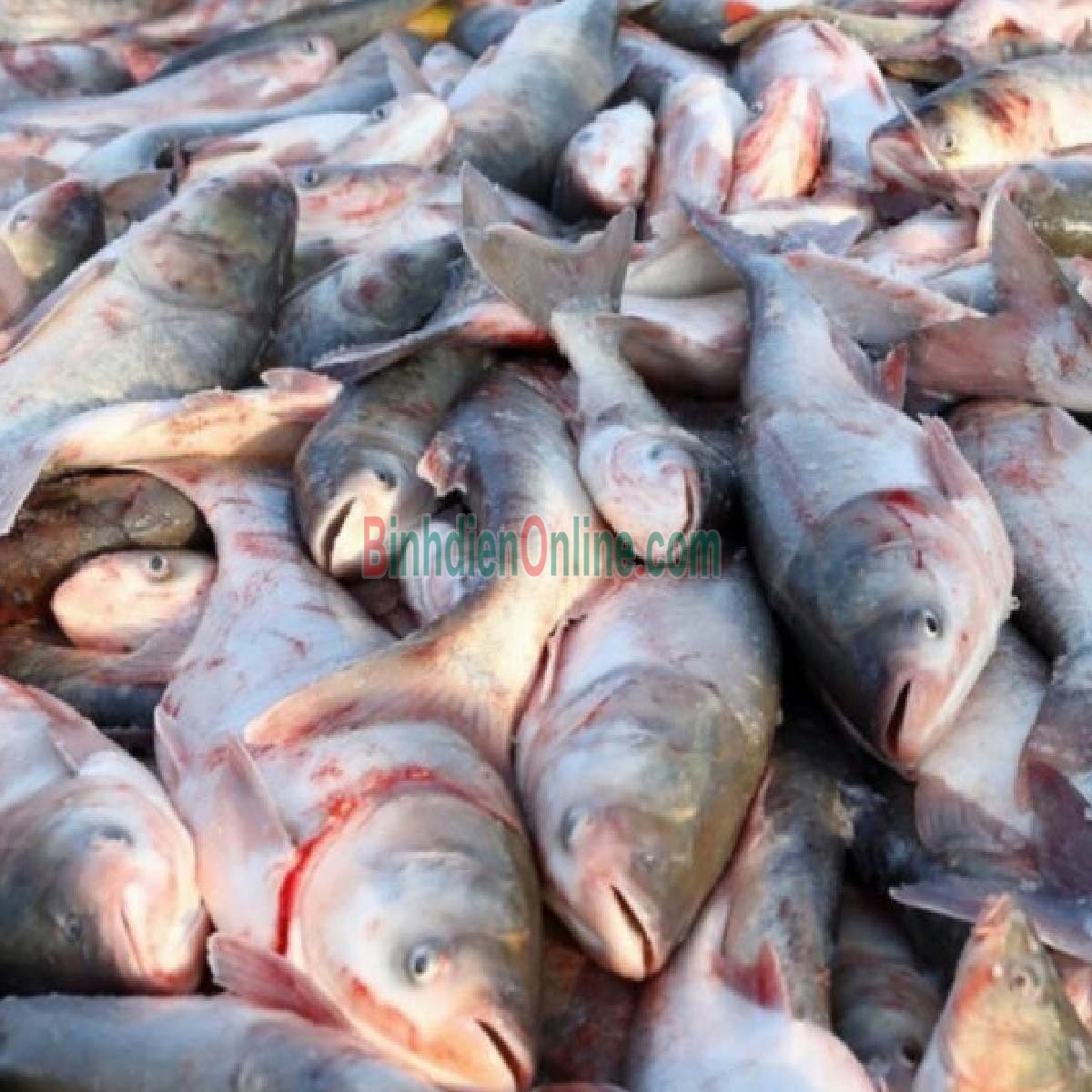 Cá mè sống nuôi an toàn VietGAP, vừa đánh bắt 4-5 kg/con Xuất xứ Tiền Giang