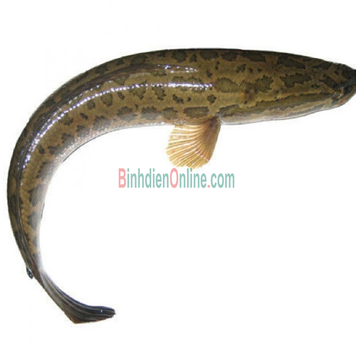 Cá lóc thiên nhiên sống giá tốt 1-1,5 kg/con Xuất xứ Tiền Giang