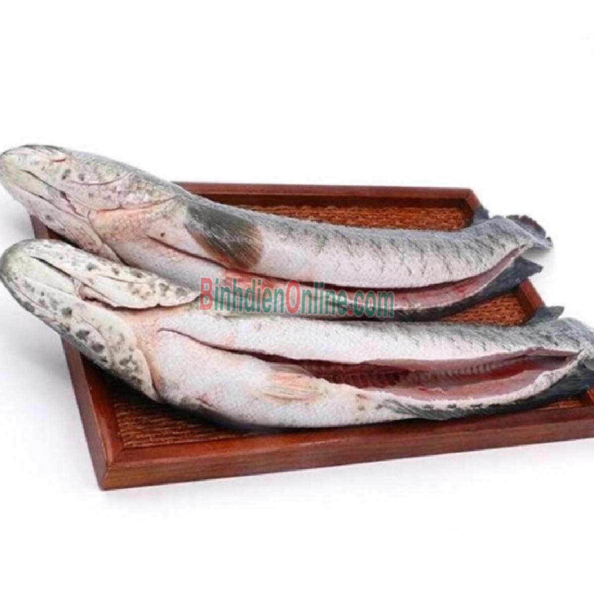 Cá lóc sống loại 1, hàng tuyển chọn 0,5-1 kg/con Xuất xứ Tây Ninh