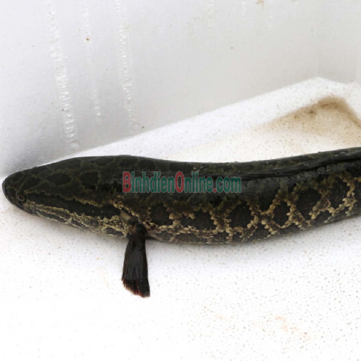Cá lóc sống nuôi an toàn Vietgap giá tốt 1,5-2 kg/con Xuất xứ Đồng Tháp