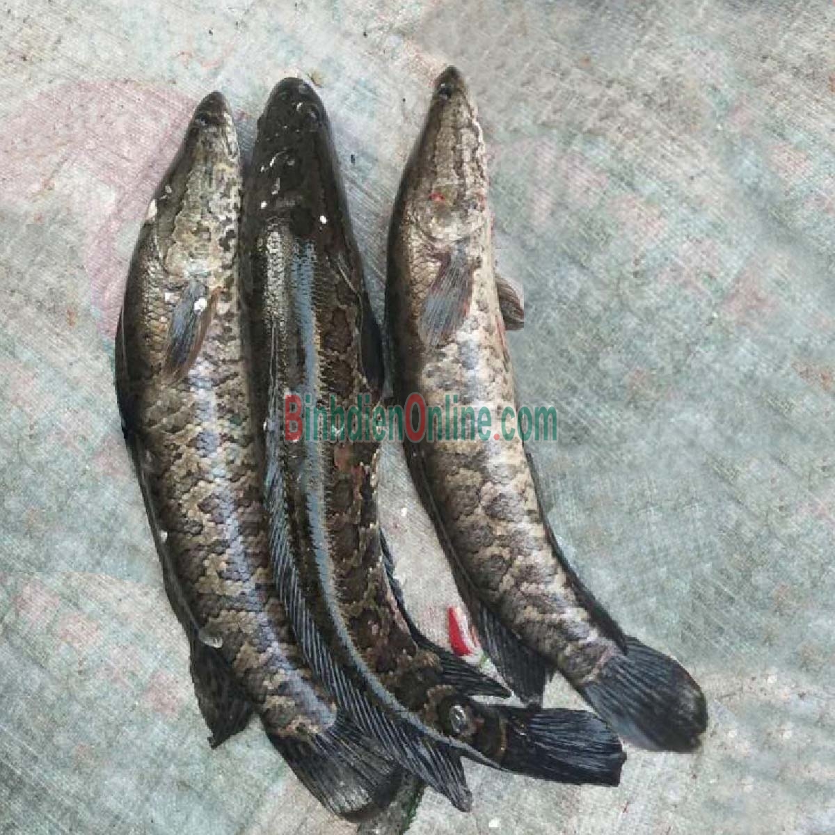 Cá lóc làm sạch, nuôi an toàn giá tốt 1-1,5 kg/con Xuất xứ Đồng Nai