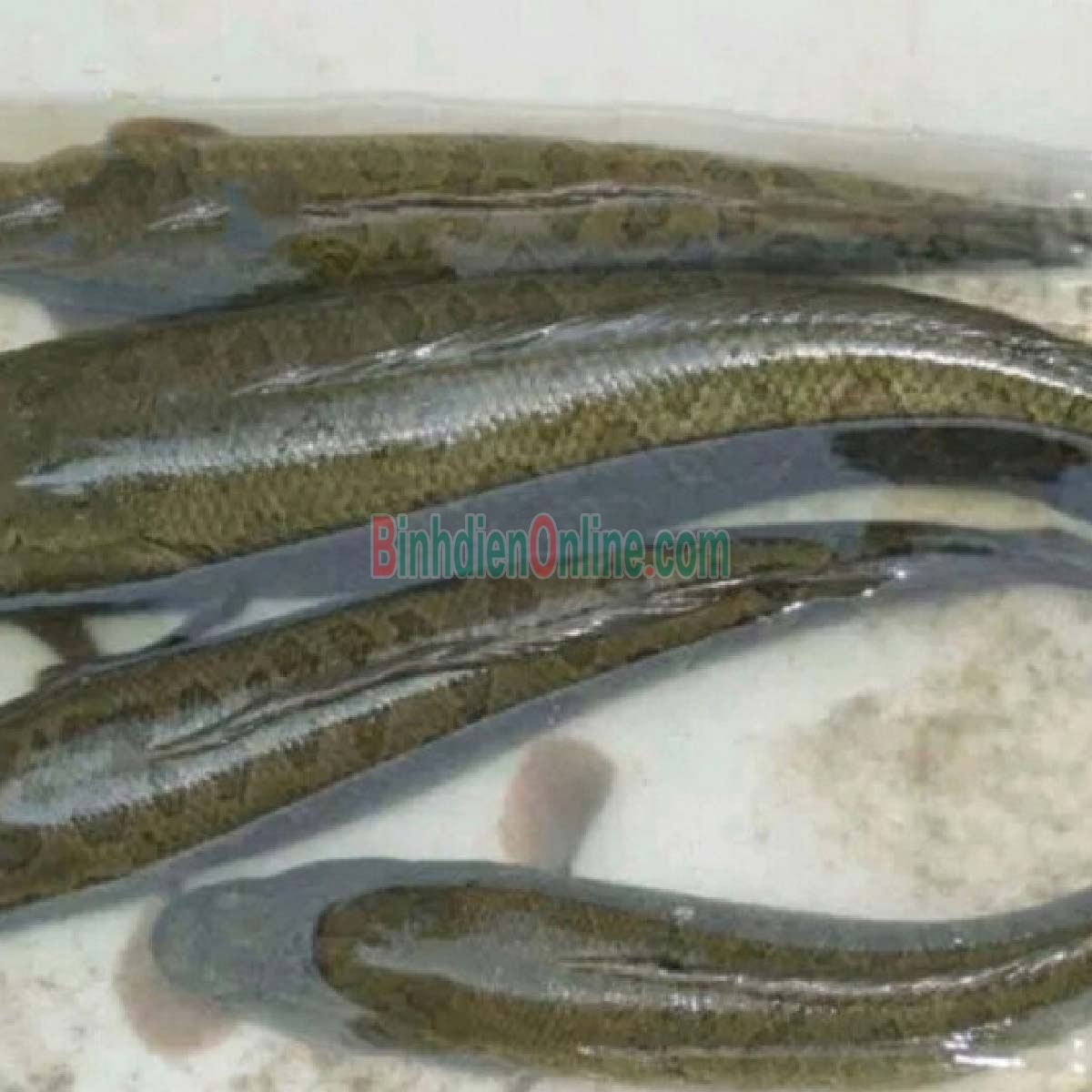 Cá lóc mới đánh bắt đã làm sạch, đảm bảo an toàn 1,5-2 kg/con Xuất xứ Đồng Tháp