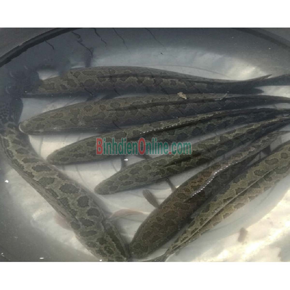 Cá lóc mới đánh bắt đã làm sạch, đảm bảo an toàn 1,5-2 kg/con Xuất xứ Đồng Nai