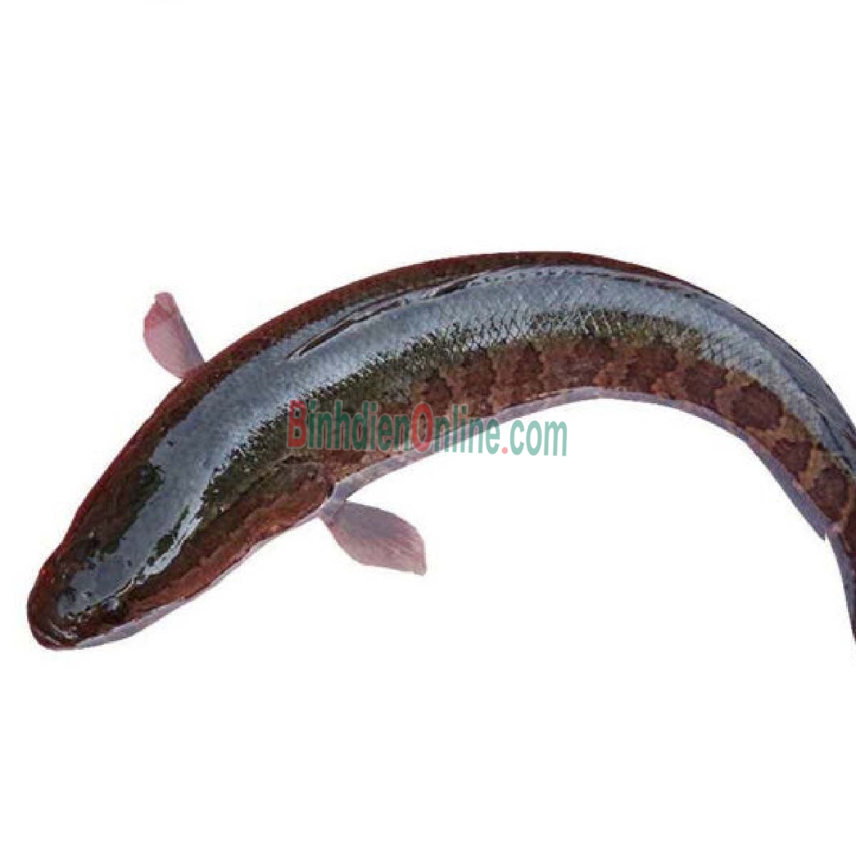 Cá lóc làm sạch, nuôi an toàn giá tốt 1,5-2 kg/con Xuất xứ Đồng Nai