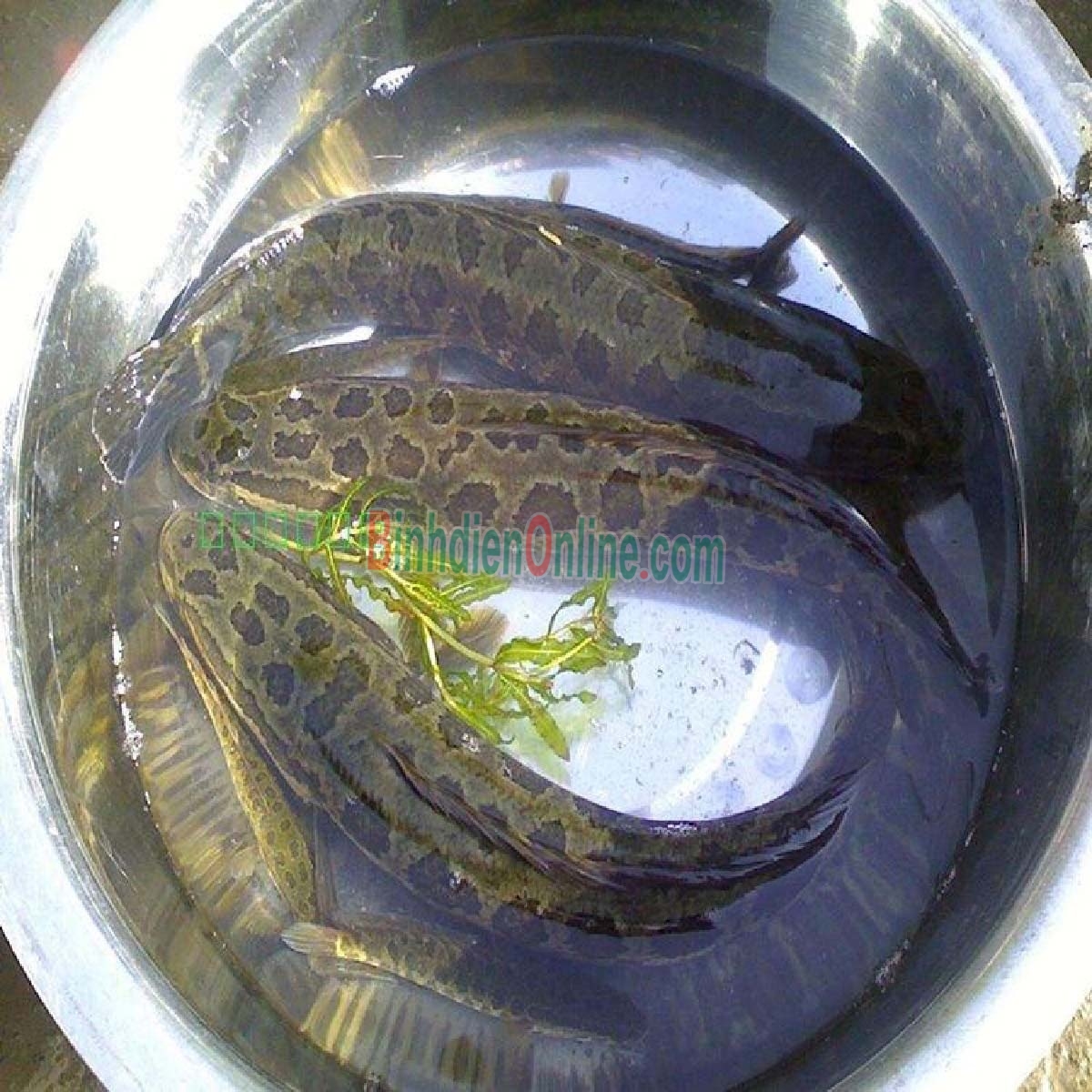 Cá lóc thiên nhiên đã làm sạch đảm bảo ngon 1-1,5 kg/con Xuất xứ Tiền Giang