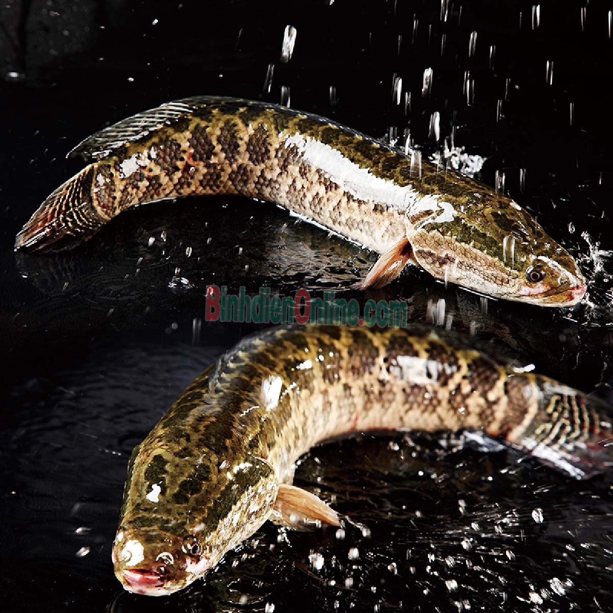 Cá lóc làm sạch, nuôi an toàn giá tốt 1-1,5 kg/con Xuất xứ Tiền Giang