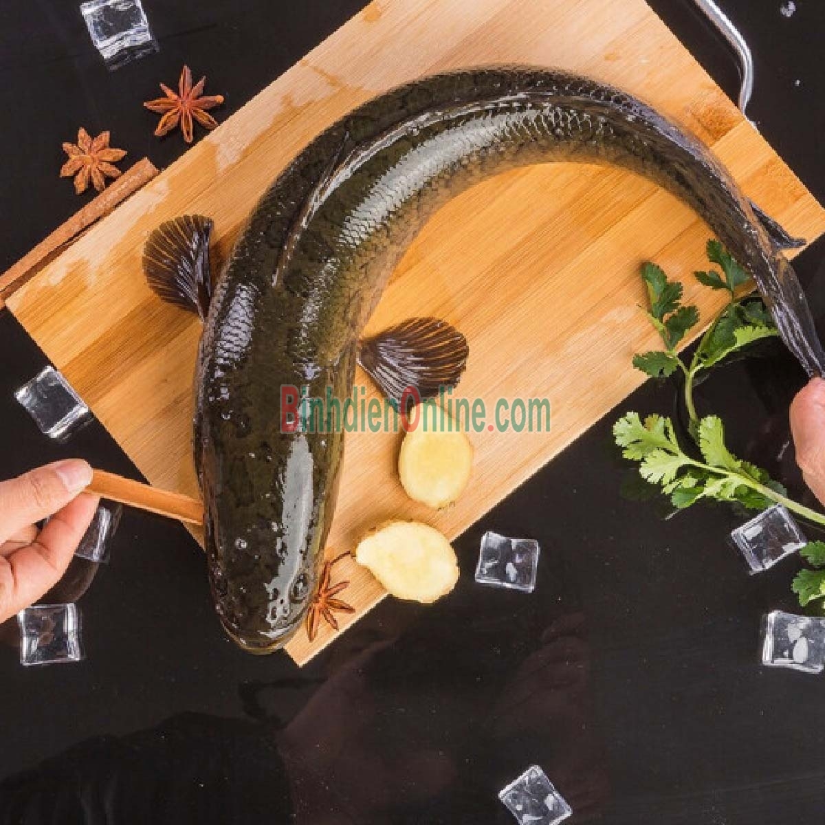 Cá lóc thiên nhiên sống giá tốt 0,5-1 kg/con Xuất xứ Long An