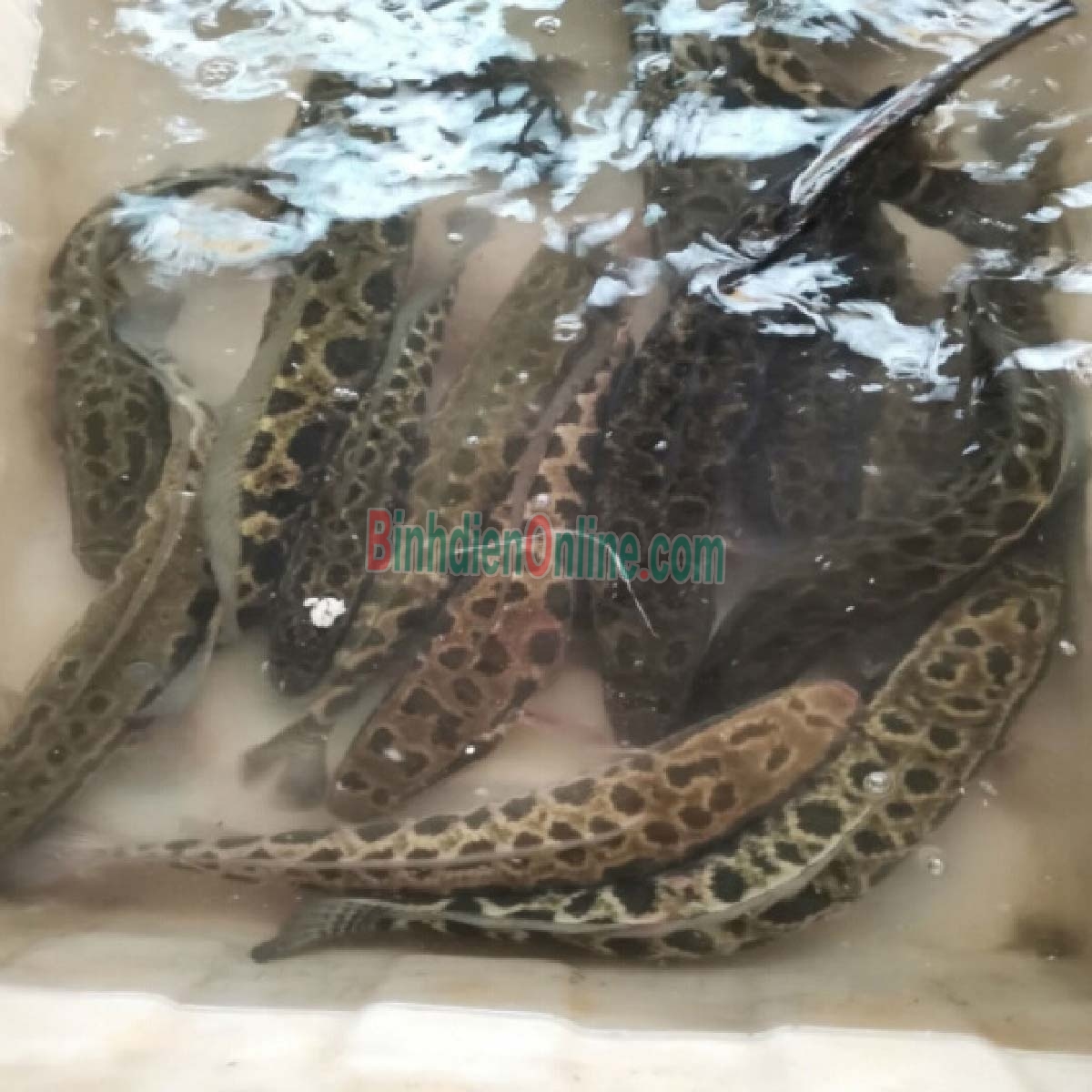 Cá lóc sống giá tốt, sản phẩm an toàn 0,5-1 kg/con Xuất xứ Đồng Nai