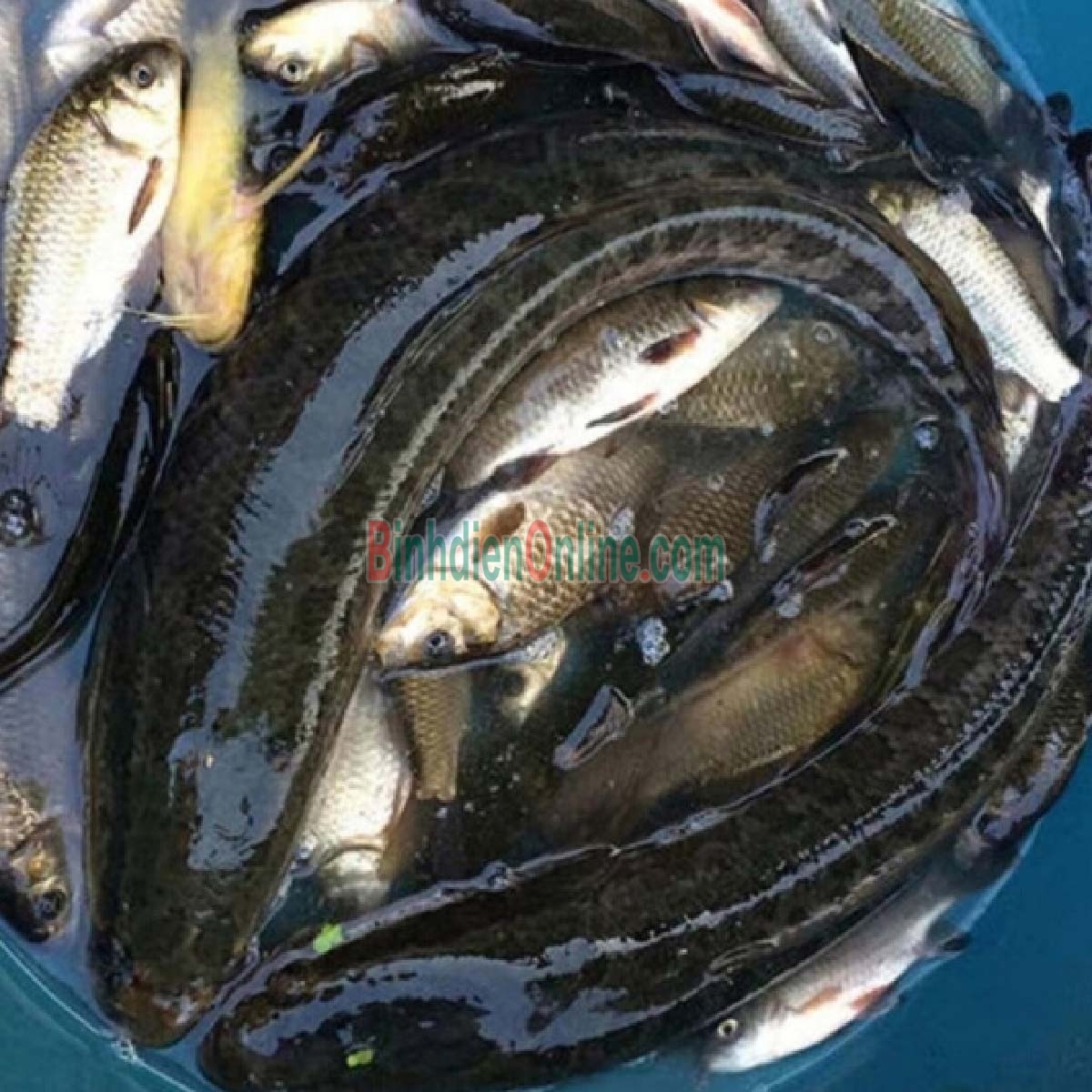 Cá lóc thiên nhiên đã làm sạch đảm bảo ngon 1,5-2 kg/con Xuất xứ Tiền Giang