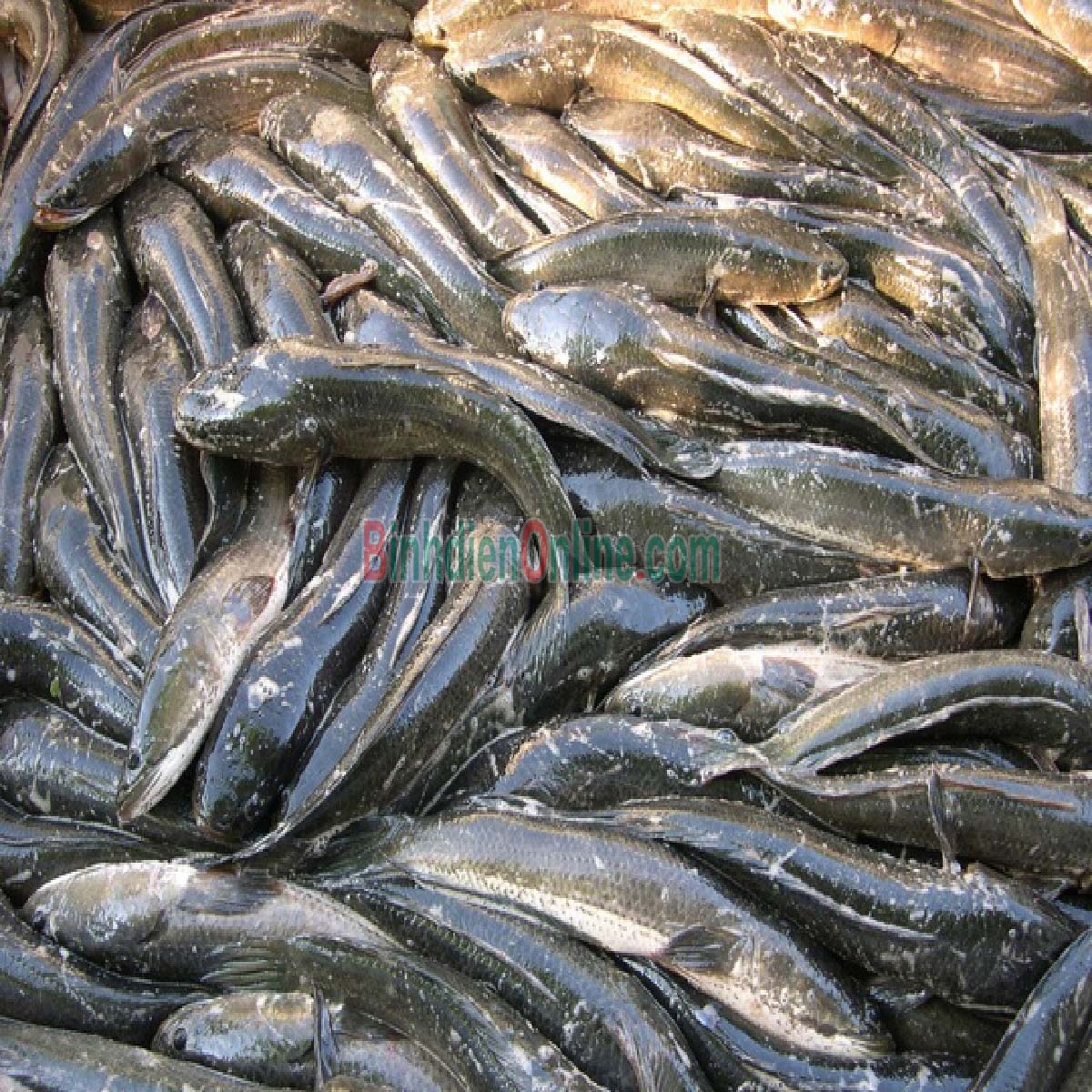 Cá lóc mới đánh bắt đã làm sạch, đảm bảo an toàn 1-1,5 kg/con Xuất xứ Đồng Nai