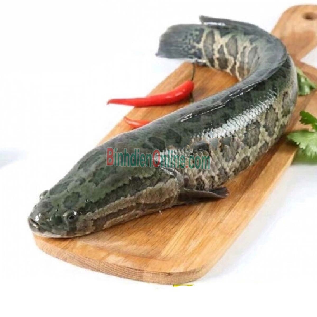 Cá lóc thiên nhiên sống loại 1 1-1,5 kg/con Xuất xứ Đồng Nai
