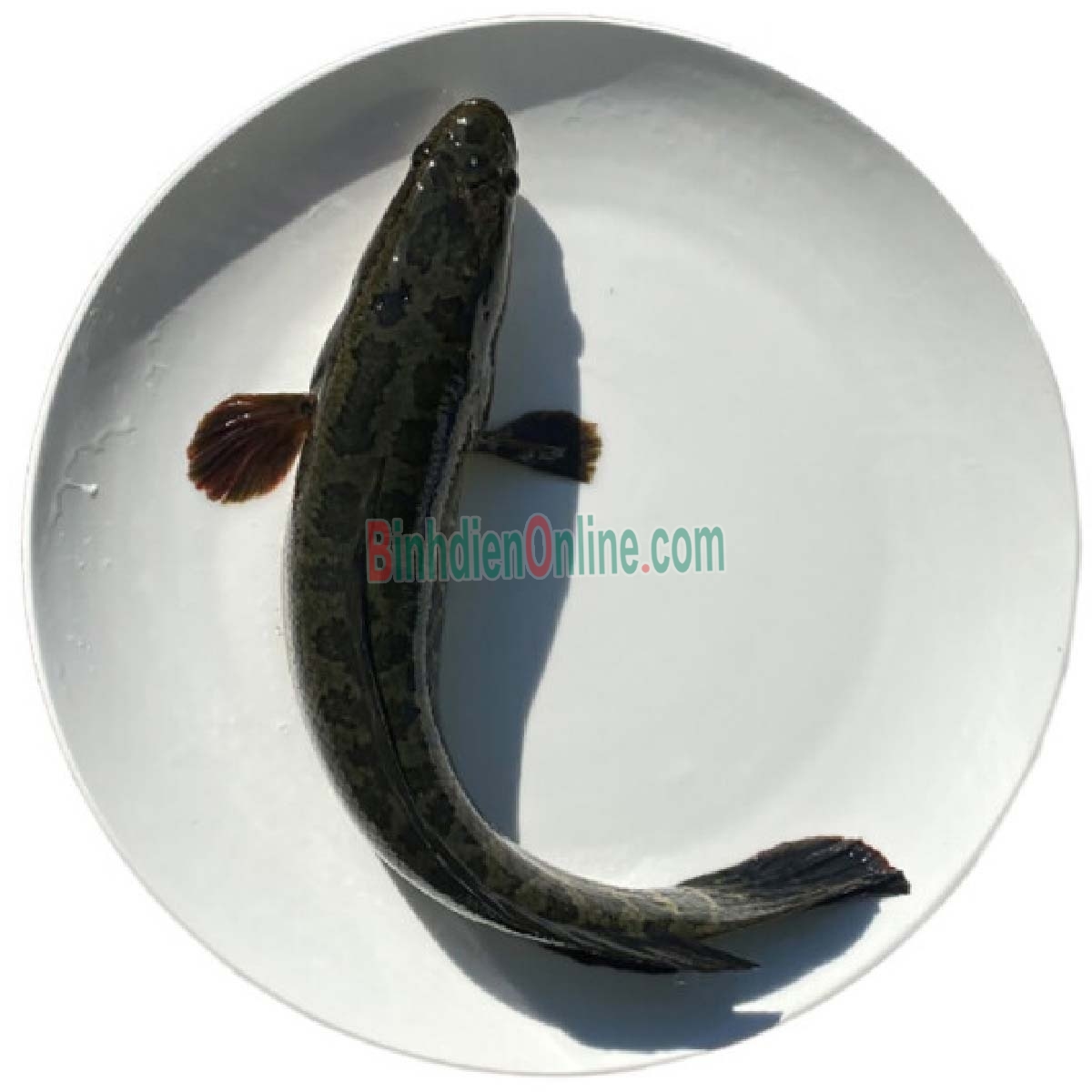 Cá lóc sống nuôi an toàn Vietgap giá tốt 1-1,5 kg/con Xuất xứ Tiền Giang