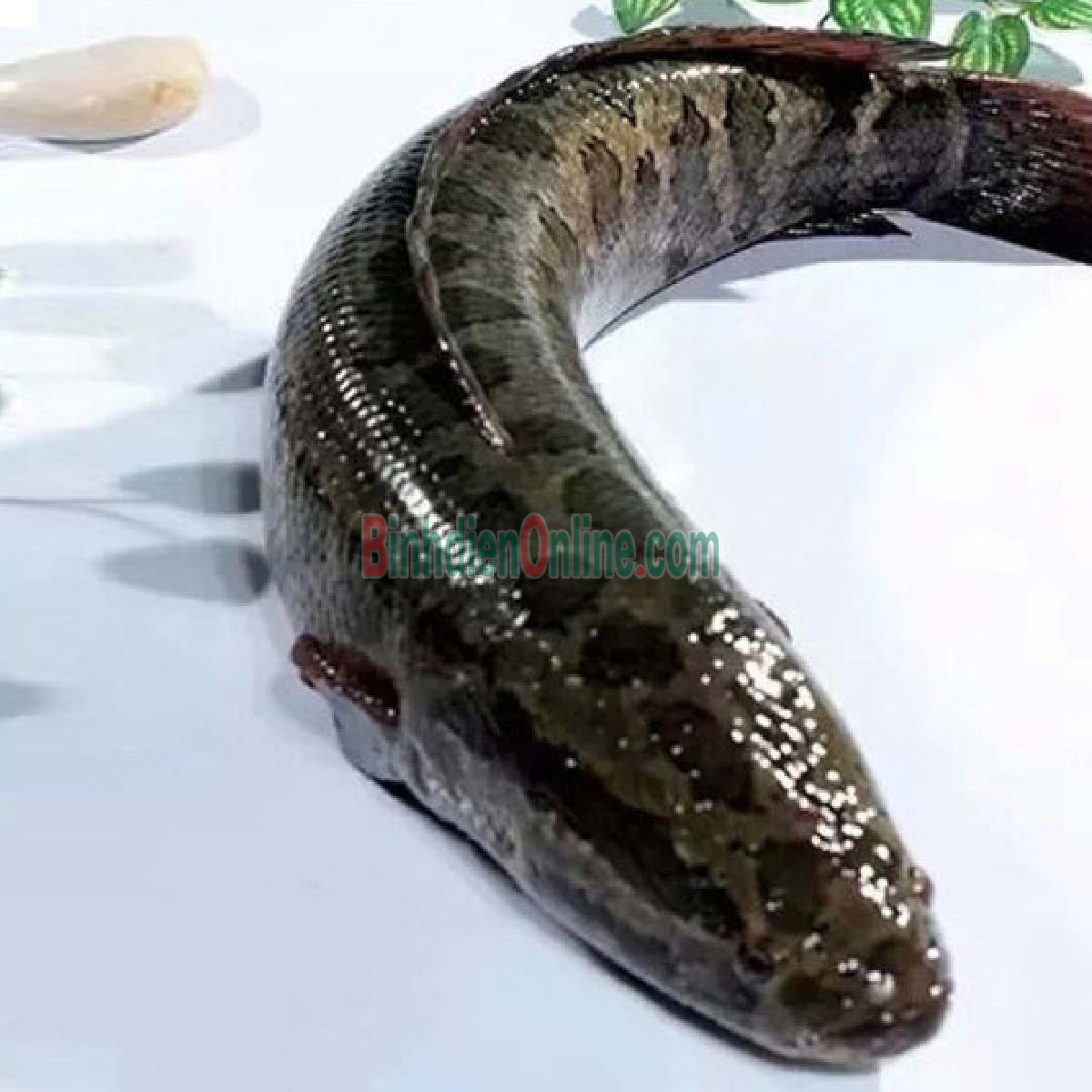 Cá lóc thiên nhiên sống loại 1 1,5-2 kg/con Xuất xứ Đồng Tháp