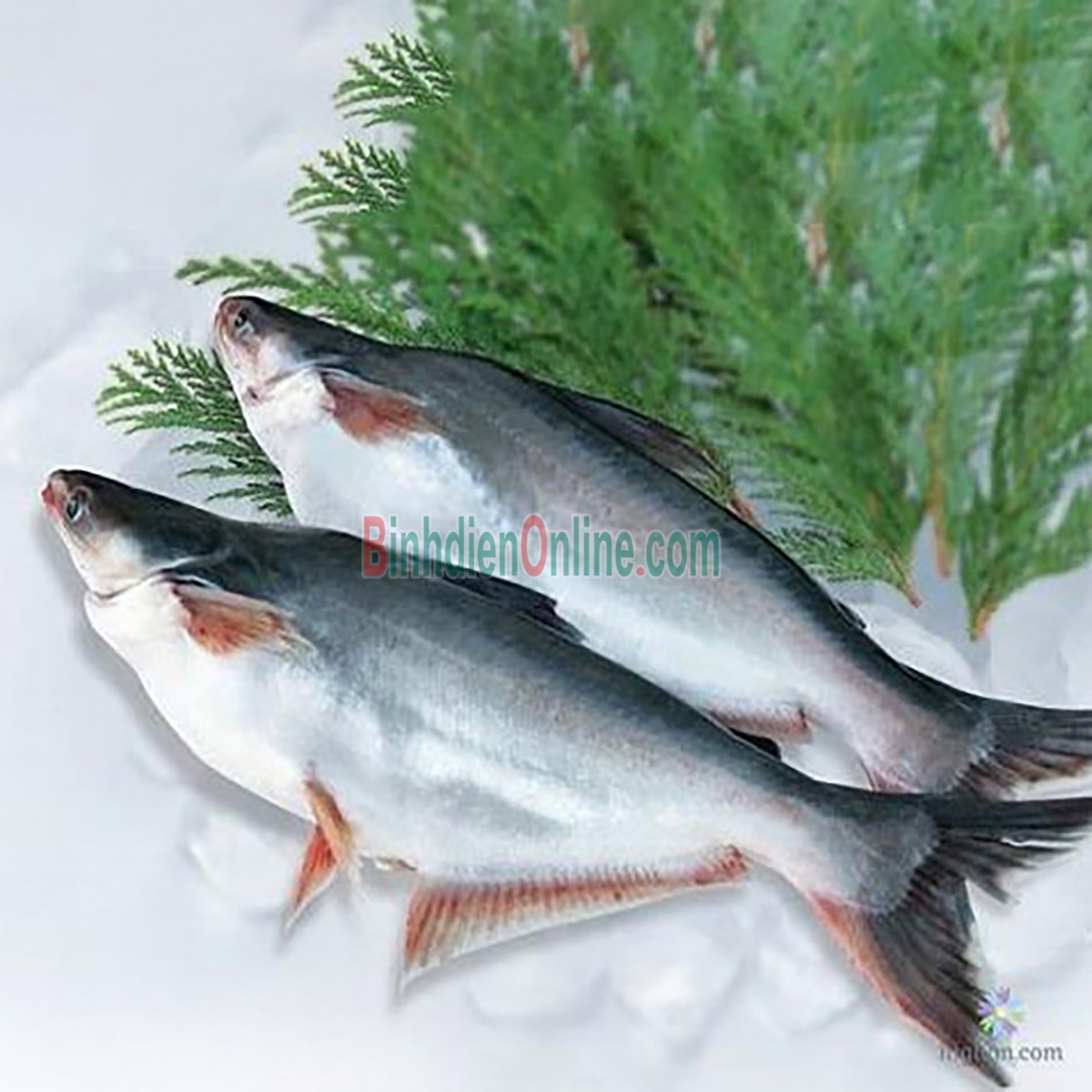 Cá hú sống mới đánh bắt, thơm ngon 0,8-1,2 kg/con Xuất xứ An Giang