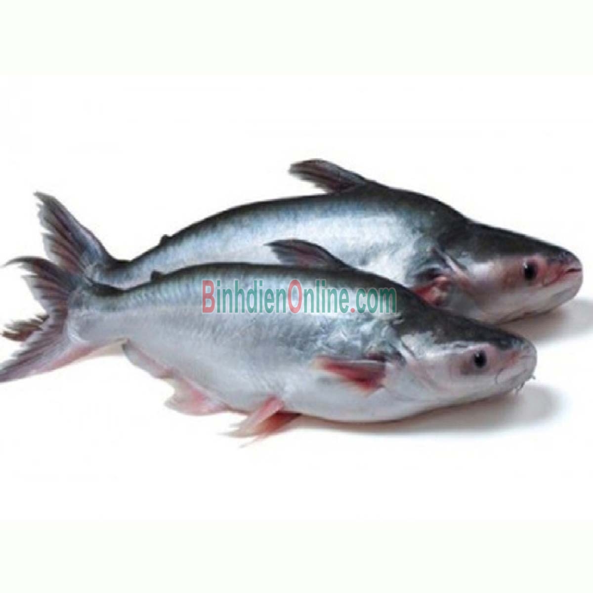 Cá hú sống nuôi an toàn 1,5-2 kg/con Xuất xứ Vĩnh Long