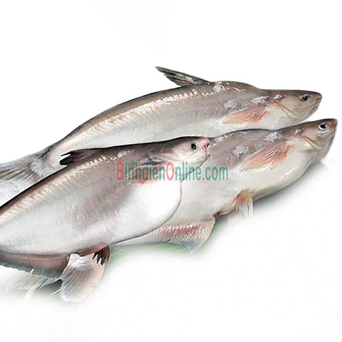 Cá hú sống nuôi an toàn 1,5-2 kg/con Xuất xứ Đồng Tháp
