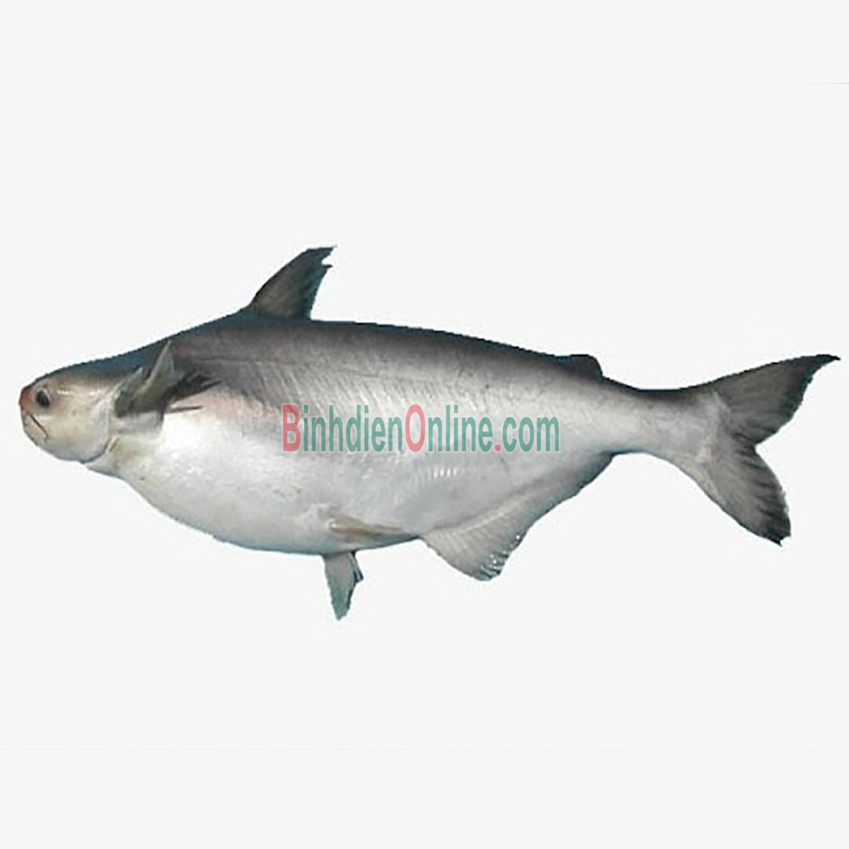 Cá hú sống nuôi an toàn 1-1,5 kg/con Xuất xứ Vĩnh Long
