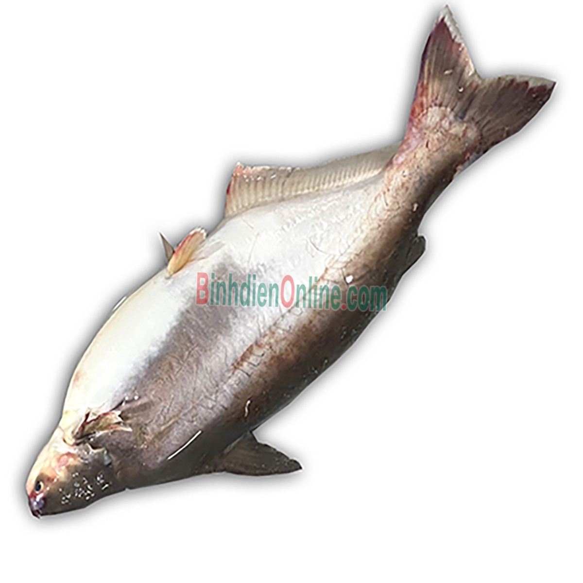 Cá hú sống mới đánh bắt, thơm ngon 1,5-2 kg/con Xuất xứ Bến Tre