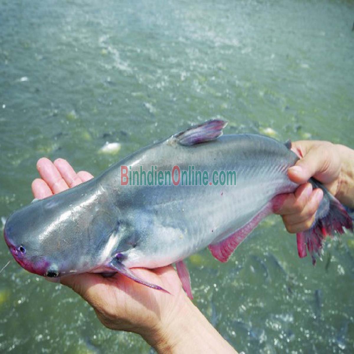 Cá hú sống nuôi sinh thái 0,6-0,8 kg/con Xuất xứ An Giang