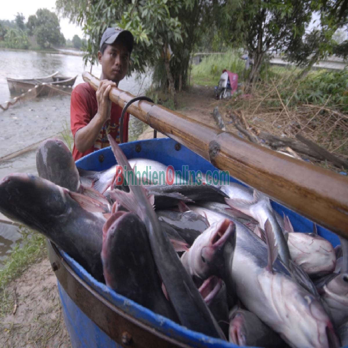 Cá hú sống nuôi an toàn 0,6-0,8 kg/con Xuất xứ An Giang