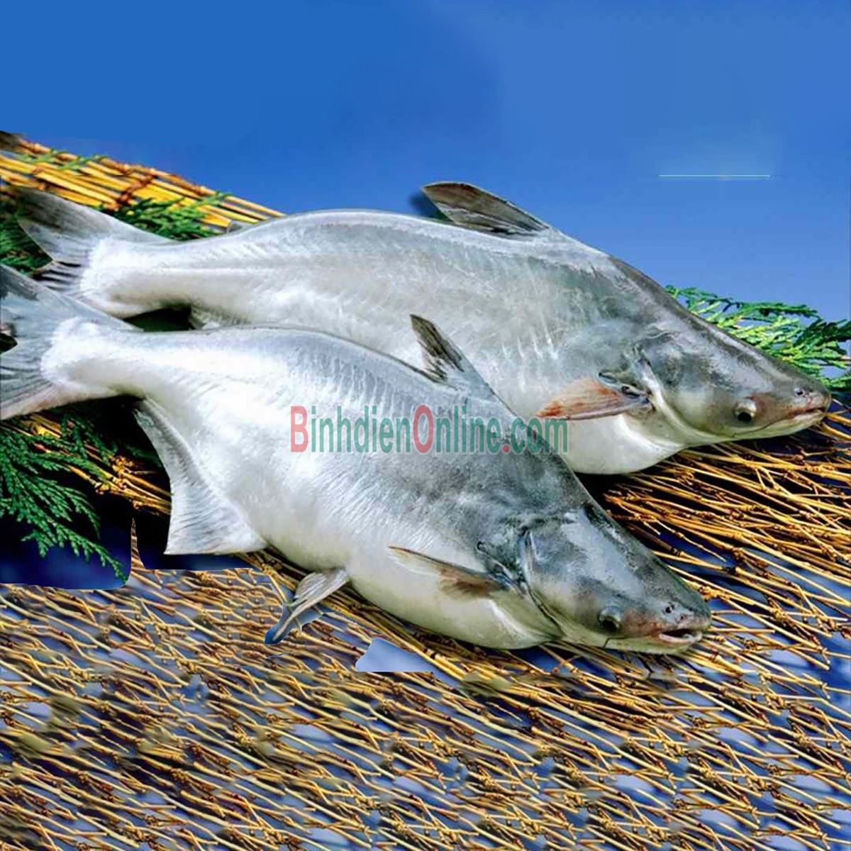 Cá hú sống mới đánh bắt, thơm ngon 0,8-1,2 kg/con Xuất xứ Cần Thơ