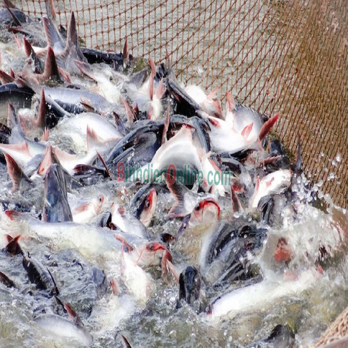 Cá hú sống nuôi sinh thái 0,8-1,2 kg/con Xuất xứ An Giang
