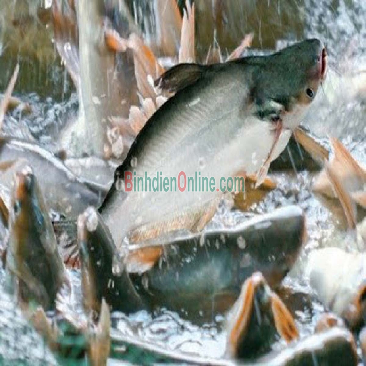 Cá hú đã làm sạch, an toàn Vietgap 0,6-0,8 kg/con Xuất xứ Cần Thơ