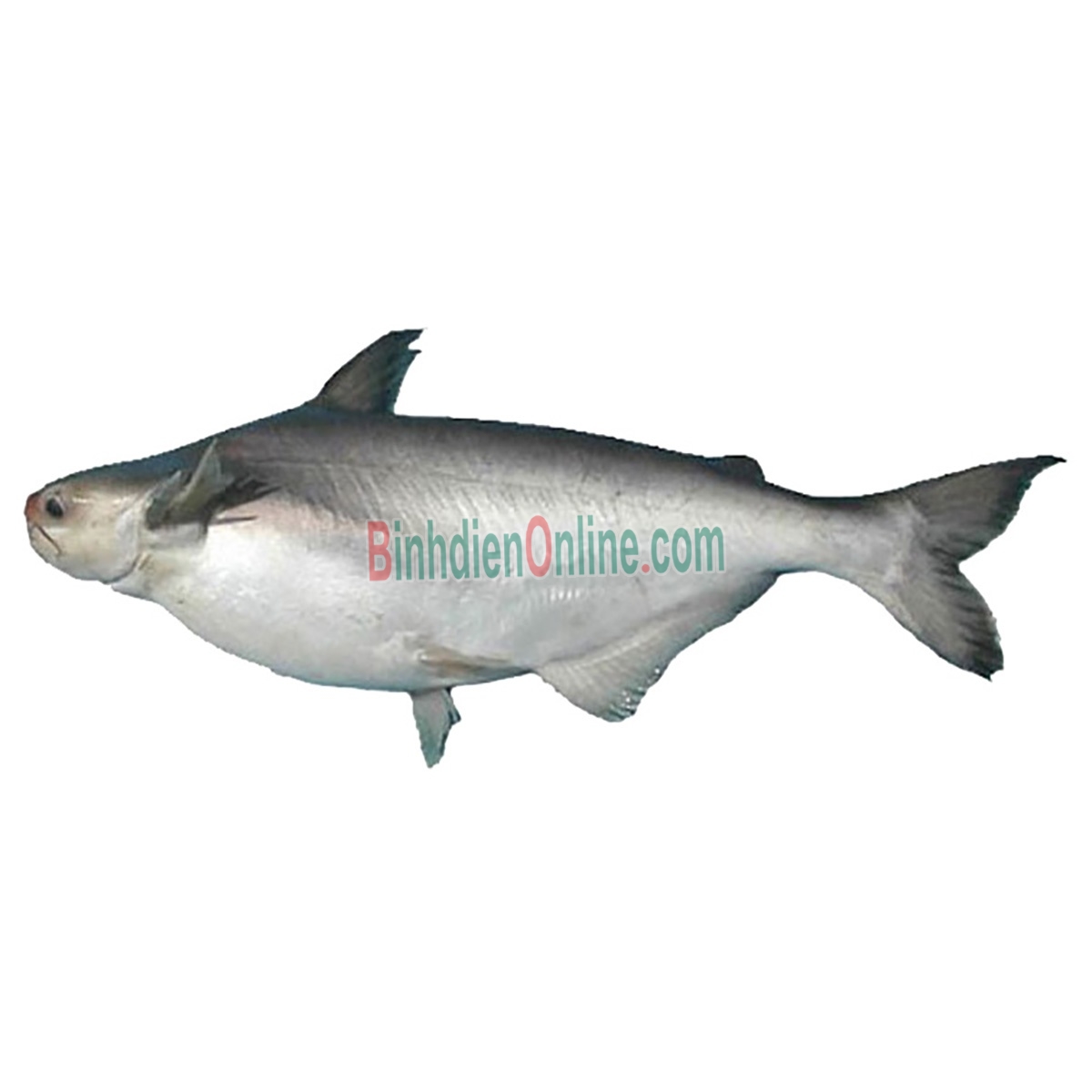 Cá hú sống nuôi an toàn 1,5-2 kg/con Xuất xứ Bến Tre