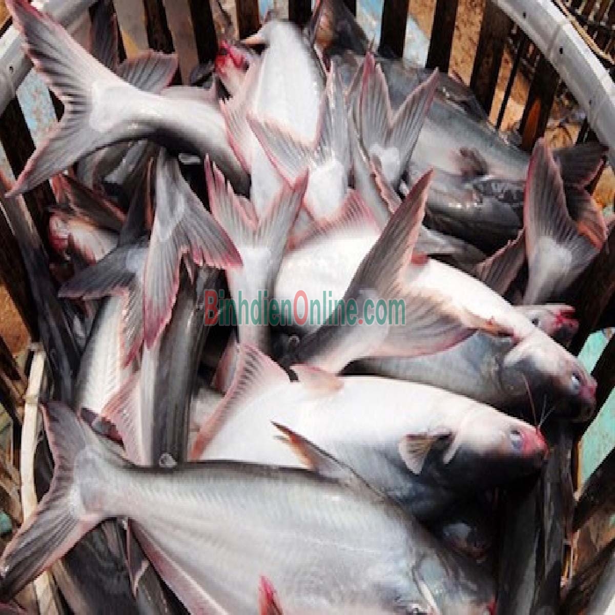 Cá hú đã làm sạch, an toàn Vietgap 1,5-2 kg/con Xuất xứ Đồng Tháp