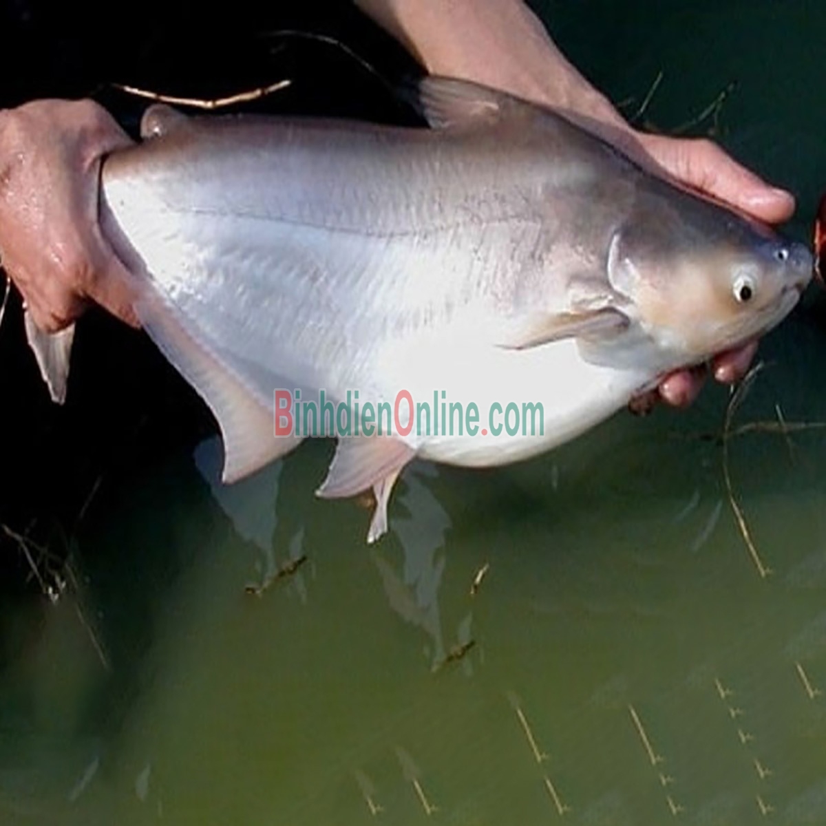 Cá hú sống mới đánh bắt, thơm ngon 0,6-0,8 kg/con Xuất xứ Vĩnh Long
