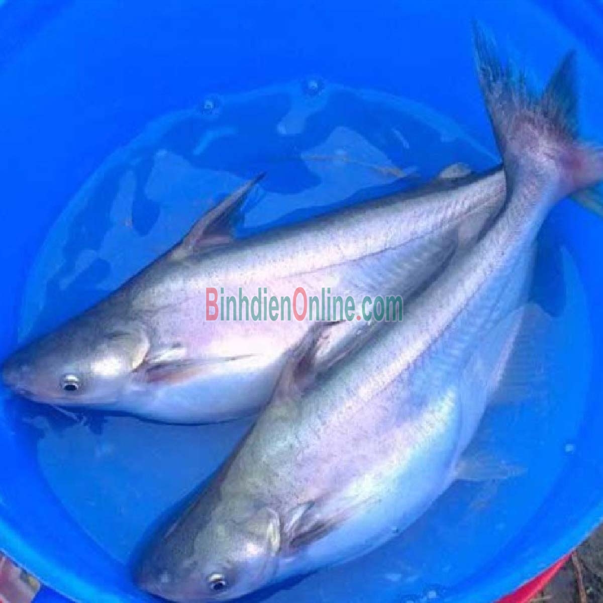 Cá hú đã làm sạch, an toàn Vietgap 0,6-0,8 kg/con Xuất xứ Bến Tre
