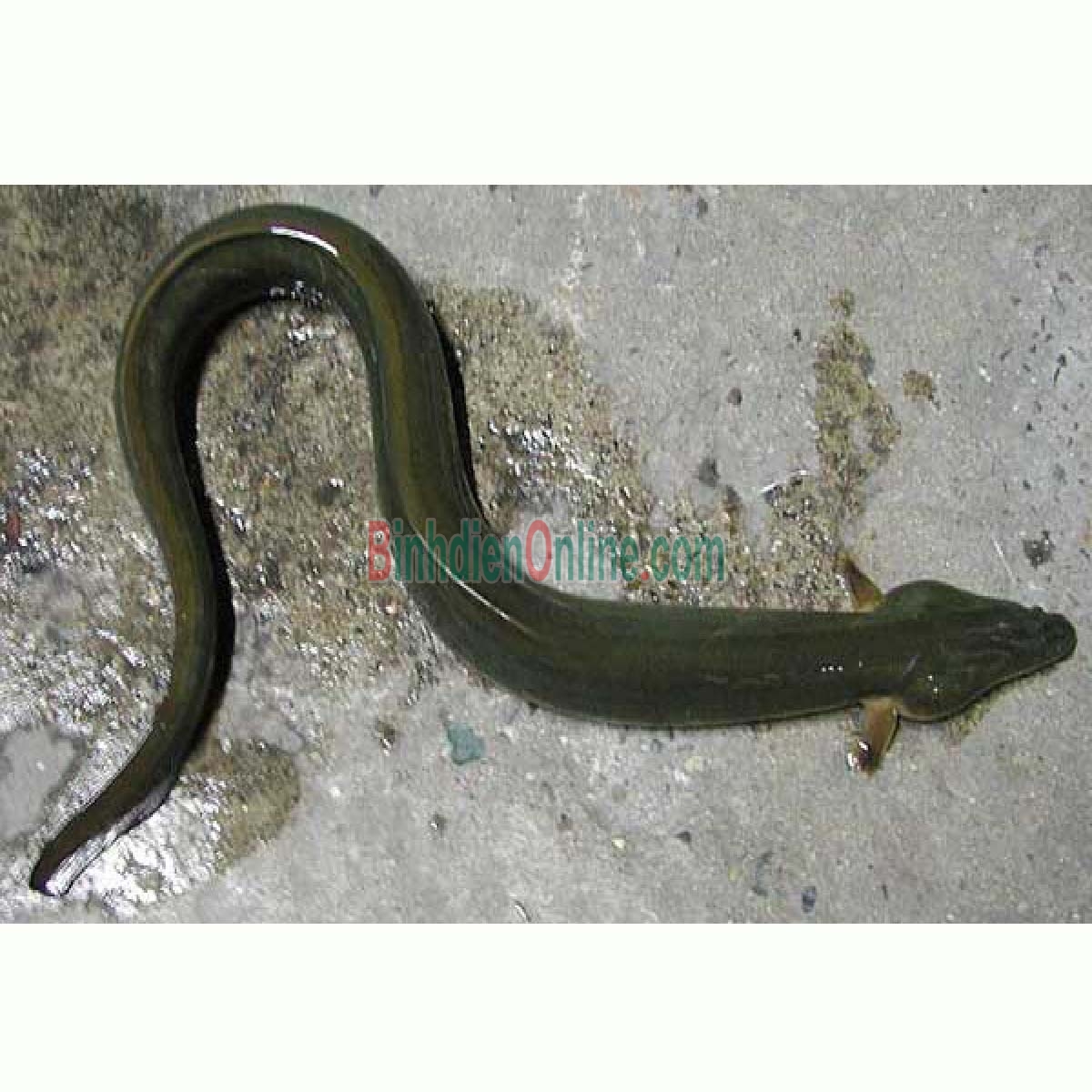 Cá chình sống nuôi an toàn, giá tốt 2-2,5 kg/con Xuất xứ Tiền Giang
