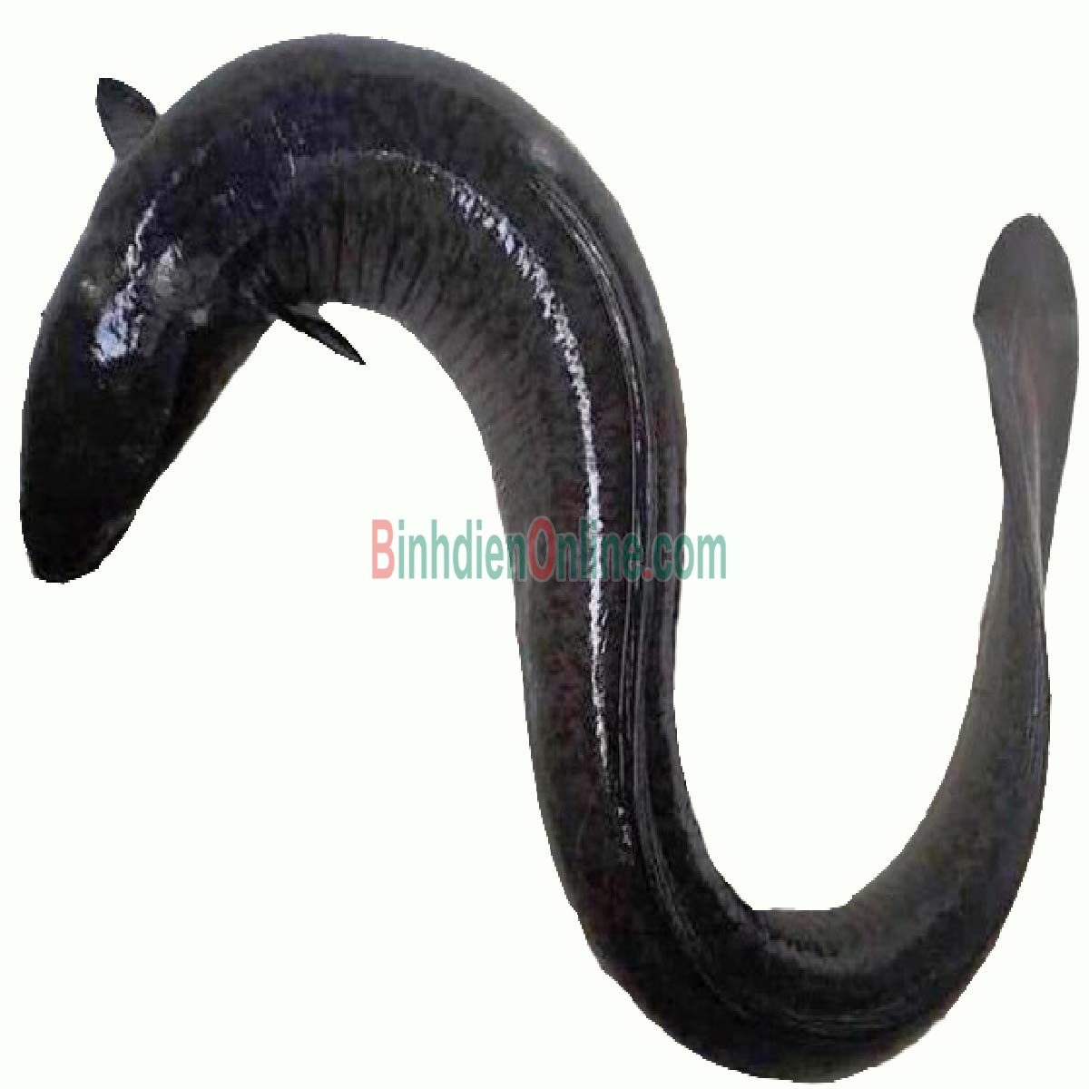Cá chình sống nuôi an toàn Vietgap, đã làm sạch 2-2,5 kg/con Xuất xứ Đồng Tháp