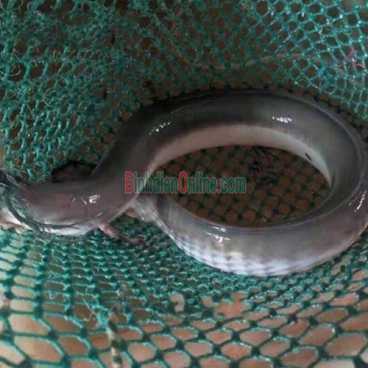 Cá chình sống nuôi an toàn Vietgap, đã làm sạch 1-1,5 kg/con Xuất xứ Tiền Giang