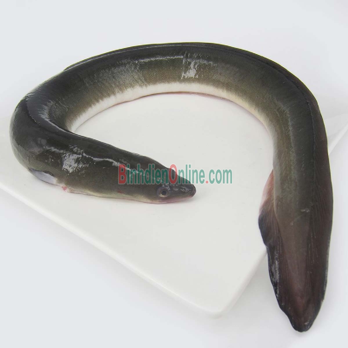 Cá chình sống thiên nhiên giá tốt 1-1,5 kg/con Xuất xứ Tiền Giang