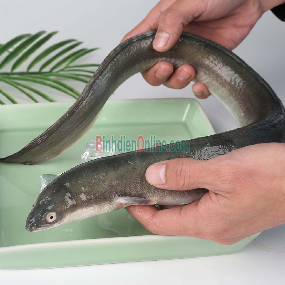 Cá chình thiên nhiên sống vừa đánh bắt 1-1,5 kg/con Xuất xứ Đồng Nai