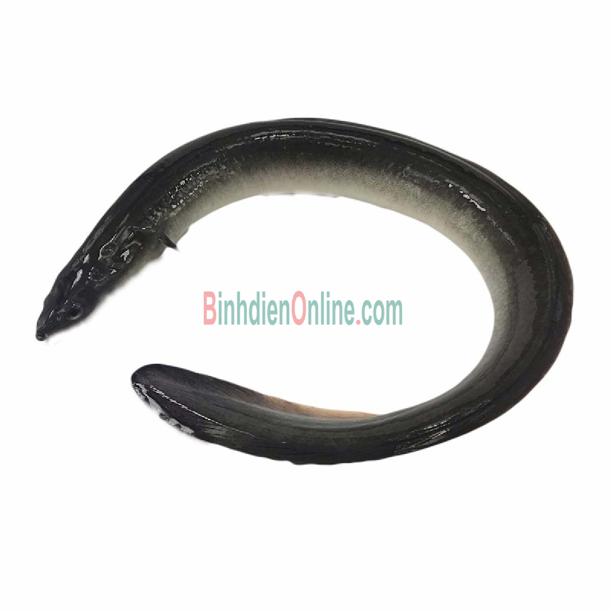 Cá chình sống nuôi an toàn Vietgap, đã làm sạch 1,5-2 kg/con Xuất xứ Đồng Tháp